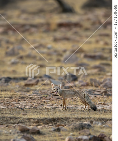 indian fox or Bengal fox or Vulpes bengalensis at ranthambore national park forest tiger reserve sawai madhopur rajasthan india fox side profile and eye contact in summer season wildlife jungle safari indian fox or Bengal fox or Vulpes bengalensis at ranthambore national park forest tiger reserve sawai madhopur rajasthan india fox side profile and eye contact in summer season wildlife jungle safari 127159069