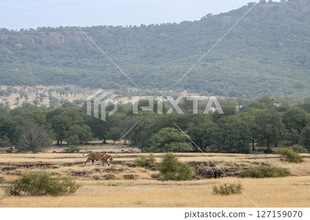 wild male bengal tiger or panthera tigris walking territory stroll in open field and in background Aravalli or Aravali hill mountain Range in safari at ranthambore national park forest rajasthan india wild male bengal tiger or panthera tigris walking territory stroll in open field and in background Aravalli or Aravali hill mountain Range in safari at ranthambore national park forest rajasthan india 127159070