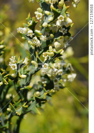 Anchor plant 127159088