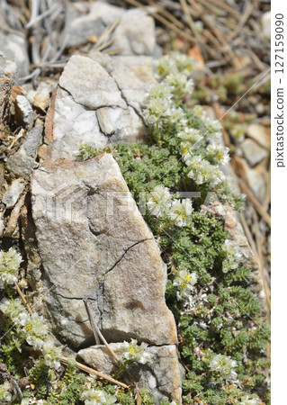 Nailwort 127159090