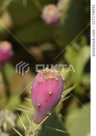 Indian fig opuntia 127159092