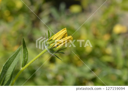 Gloriosa Daisy Irish Eyes Gloriosa Daisy Irish Eyes 127159094