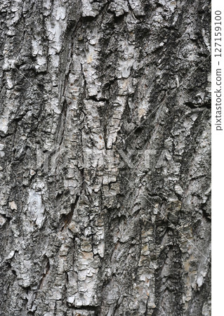 Dragons claw willow 127159100