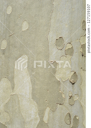 London plane London plane 127159107