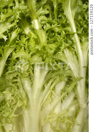 Curly endive 127159120