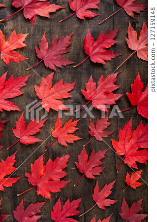 Red maple leaves on black autumn background. Red maple leaves on black autumn background. 127159148