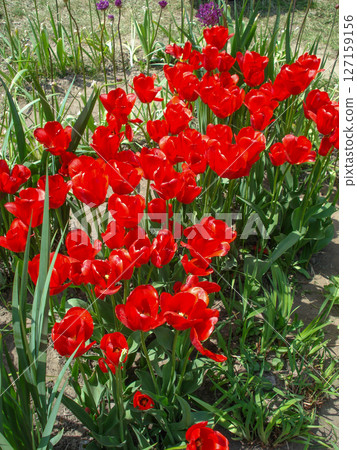 Red tulips flowers in garden Red tulips flowers in garden 127159156