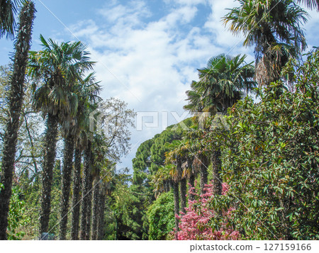 Palm Trees Nature on Sunny Day 127159166