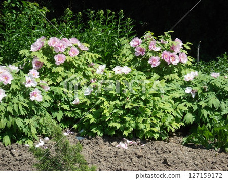Pink Peonies Bush Blooming in a Garden Pink Peonies Bush Blooming in a Garden 127159172