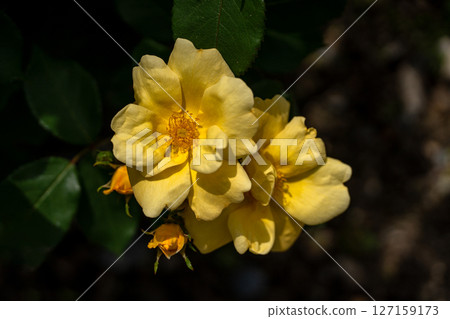 Rose of May, Sunny Knockout Rose of May, Sunny Knockout 127159173