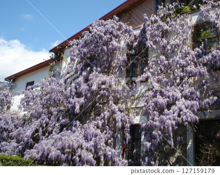 Wisteria Vines on Building Facade. Purple flowers Wisteria Vines on Building Facade. Purple flowers 127159179