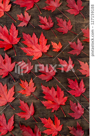 Red maple leaves on black autumn background. 127159188