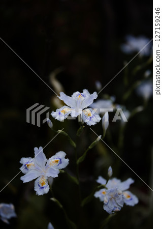 美麗的鳶尾花 美麗的鳶尾花 127159246
