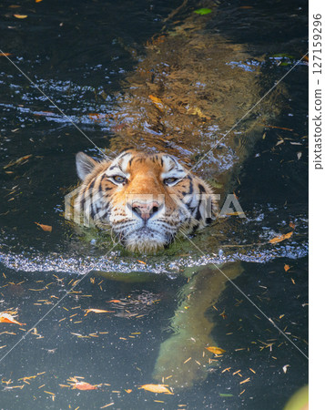 Swim tiger Swim tiger 127159296