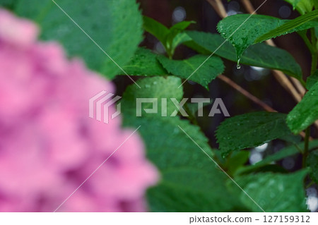 粉紅色繡球花,背景模糊,水滴從葉子落下_焦點在葉子上 粉紅色繡球花,背景模糊,水滴從葉子落下_焦點在葉子上 127159312