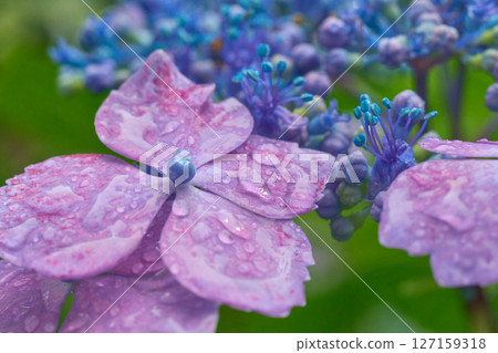 Close-up of a purple hydrangea with raindrops Close-up of a purple hydrangea with raindrops 127159318