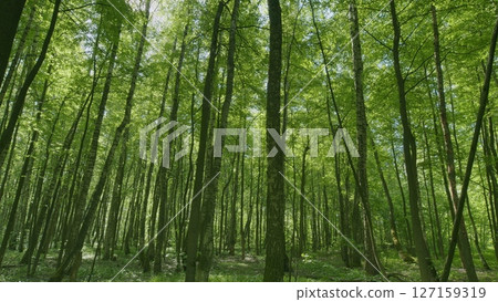 A Beautiful, Lush Green Forest Filled with Sunlight Streaming Through the Tall Trees Above 127159319