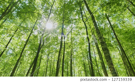 The Lush Green Forest Canopy is Beautifully Bathed in Bright Sunlight All Around You The Lush Green Forest Canopy is Beautifully Bathed in Bright Sunlight All Around You 127159339