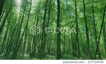 The Vibrant Green Forest Canopy Flourishes with Sunlight Gently Filtering Through the Trees The Vibrant Green Forest Canopy Flourishes with Sunlight Gently Filtering Through the Trees 127159340