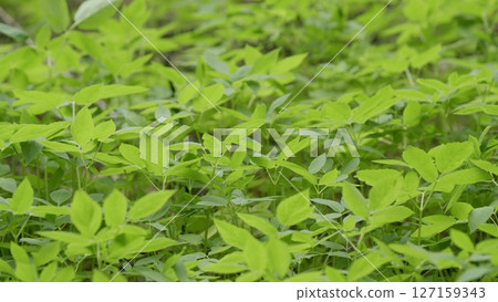 The Lush Green Foliage Thrives in Its Natural Habitat Filled with Vibrant Plants and Tranquil Views The Lush Green Foliage Thrives in Its Natural Habitat Filled with Vibrant Plants and Tranquil Views 127159343
