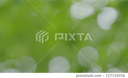 Abstract Green Blurred Background with a beautiful Bokeh Effect that captures attention 127159356