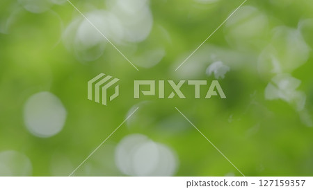 A Soft Green Bokeh Background Ideal for Nature Inspired Designs and Beautiful Aesthetics 127159357