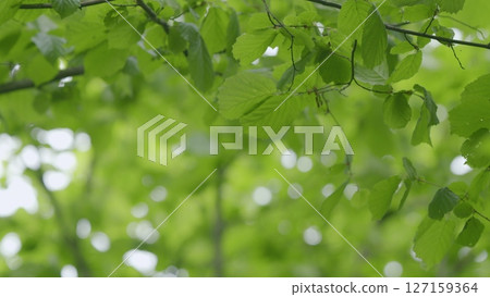 Vibrant and Lush Green Leaves Illuminated by Natural Light in the Beautiful Outdoors Area Vibrant and Lush Green Leaves Illuminated by Natural Light in the Beautiful Outdoors Area 127159364