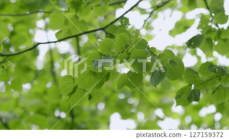 The Vibrant Green Leaves Decorate Branches Radiating in the Beautiful Natural Light 127159372