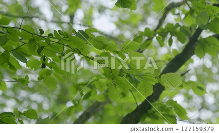A beautiful display of vibrant green leaves gently swaying in the soft focus of warm sunlight 127159379