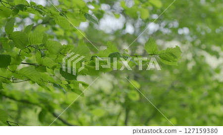 Lush Green Foliage in Springtime A vibrant and refreshing depiction of natures beauty Lush Green Foliage in Springtime A vibrant and refreshing depiction of natures beauty 127159380
