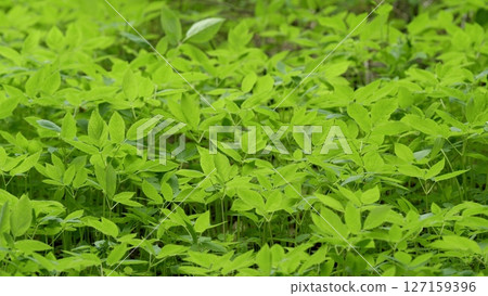 Lush and Vibrant Green Foliage Thrives in a Beautifully Preserved Natural Habitat Setting Lush and Vibrant Green Foliage Thrives in a Beautifully Preserved Natural Habitat Setting 127159396