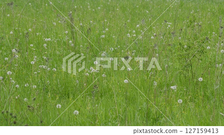 A Lush, Vibrant DandelionFilled Meadow Delightful on a Bright Sunny Day Beckons All 127159413