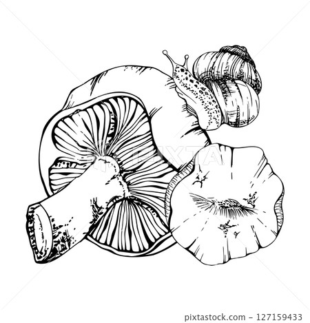 Lactarius milk-cap russula mushrooms with crawling snail on cap. Fungi natural illustration hand drawn in vector ink. Autumn forest harvest. Herbarium, foraging journals, kitchen garden decor art. 127159433