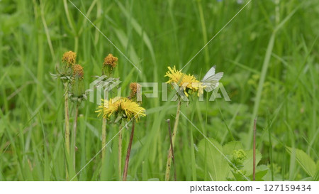 In a green meadow, butterflies dance among yellow flowers, embodying beauty and tranquility In a green meadow, butterflies dance among yellow flowers, embodying beauty and tranquility 127159434