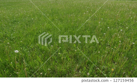 A Beautiful Vibrant Green Meadow Filled with Dandelions in Full Bloom and Flourishing A Beautiful Vibrant Green Meadow Filled with Dandelions in Full Bloom and Flourishing 127159456