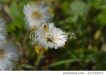 Coltsfoot 127159471