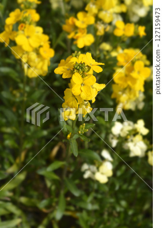 Yellow Wallflower Primerose Dame 127159473