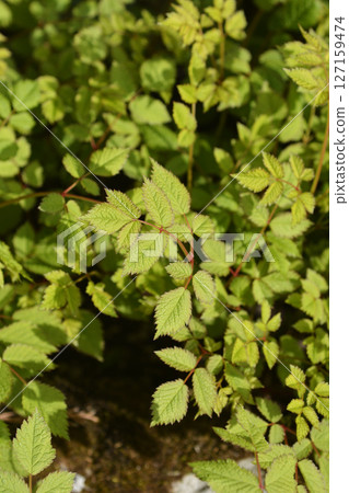 Chinese astilbe Chinese astilbe 127159474