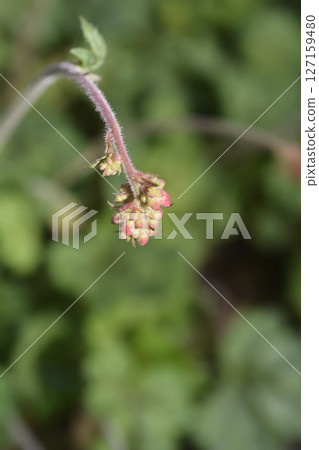 Coral Bells Splendens 127159480