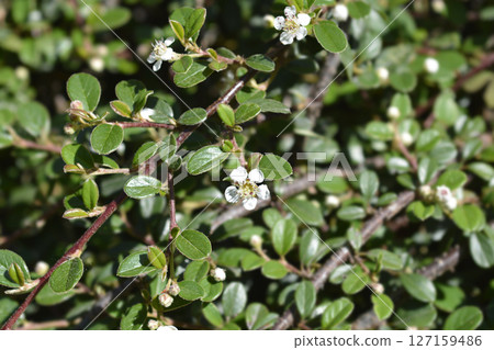 Bearberry cotoneaster Radicans Bearberry cotoneaster Radicans 127159486