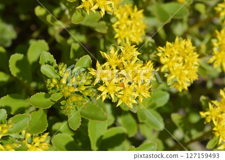 Orange Stonecrop Weihenstephaner Gold 127159493