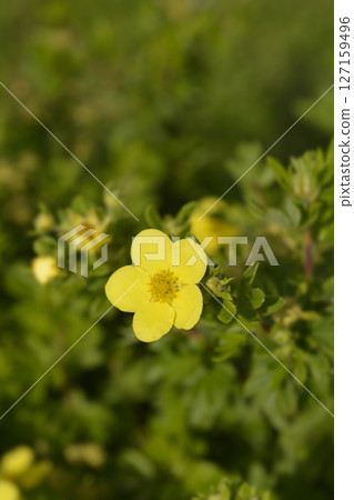 Shrubby Cinquefoil 127159496