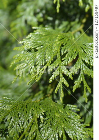 Western Red Cedar Western Red Cedar 127159497