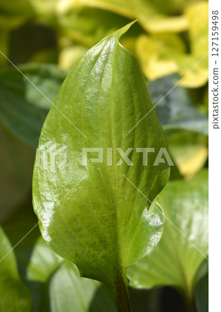 Gooseberry Sundae Hosta 127159498