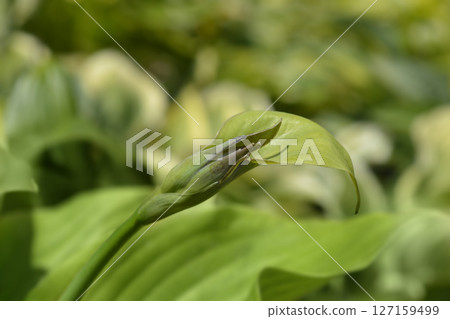 Hosta Sum and Substance Hosta Sum and Substance 127159499