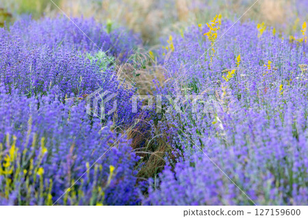 Purple lavender field close-up 127159600