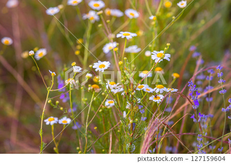 Blooming Wild Flower Chamomile At Sunset in summer 127159604