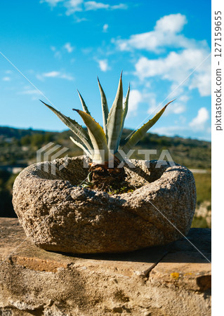 Agave Plant In A Stone Pot With Natural Landscape Agave Plant In A Stone Pot With Natural Landscape 127159655