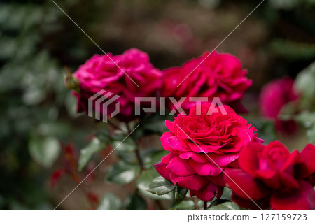 Red Rose of May, Gypsy Soul 127159723