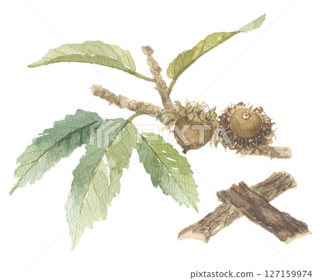 Watercolor painting of oak tree and its bark 127159974